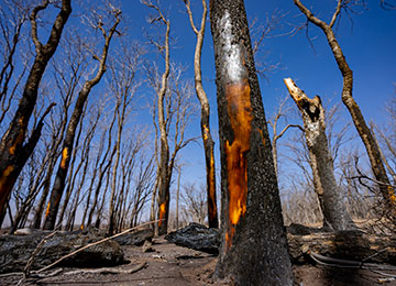 burnt trees